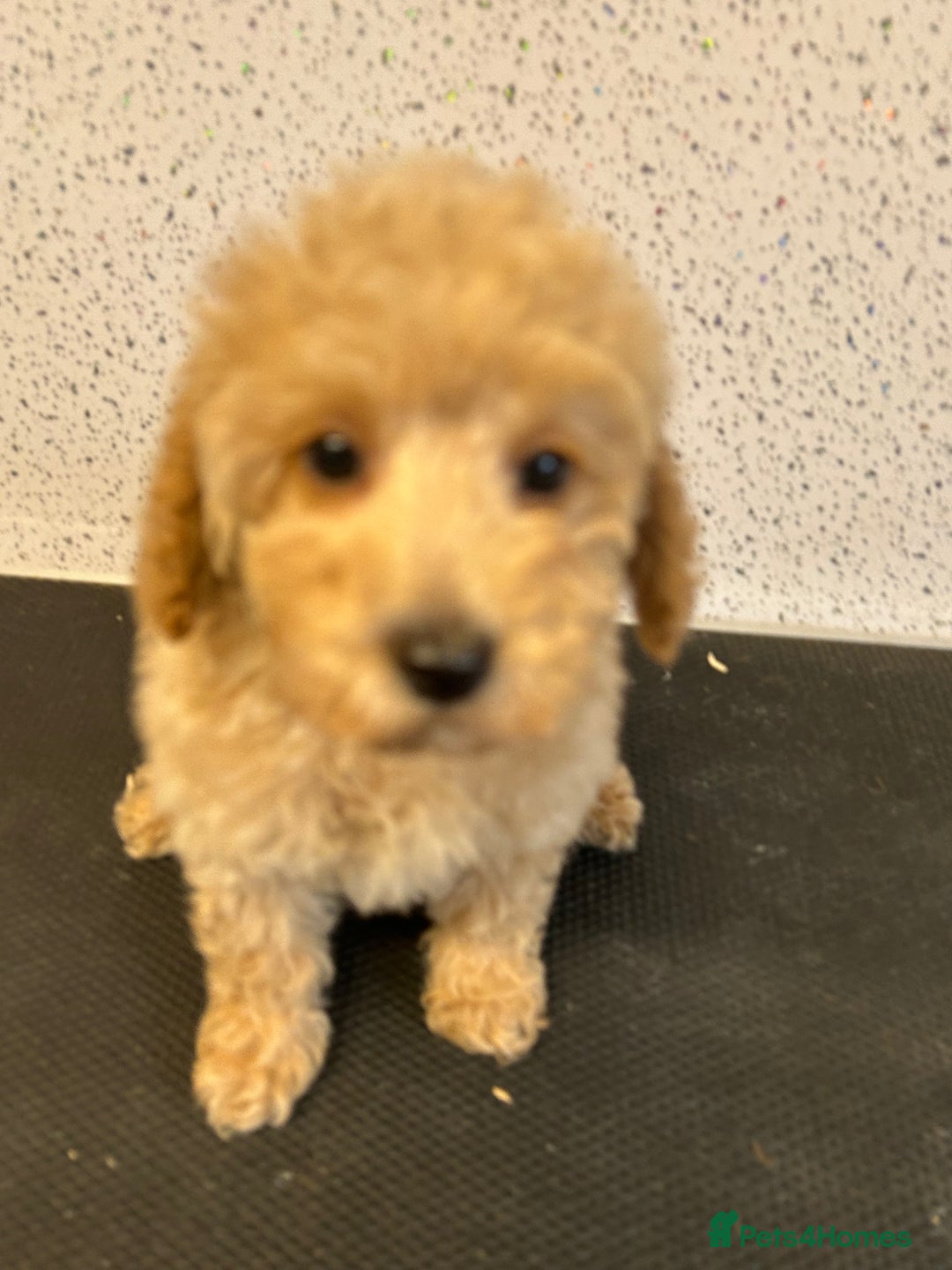Toy Poodle dogs for sale: Stunning litter of toy poodle puppies  - Image 3