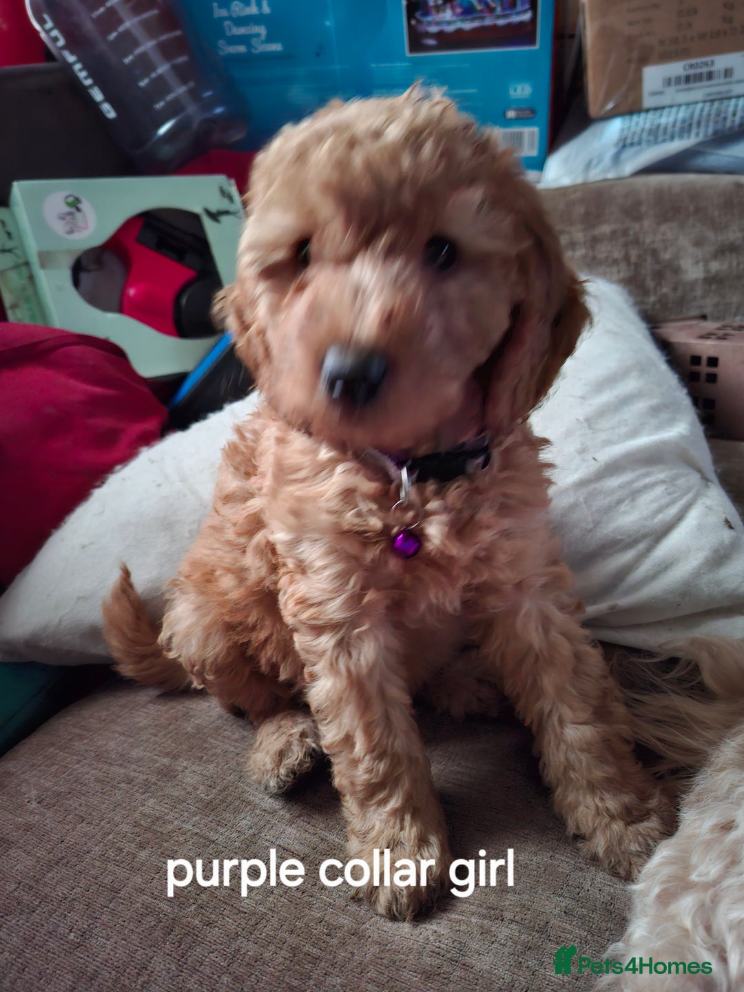 Cockapoo dogs for sale: The puppies are cockapoo  - Advert 9