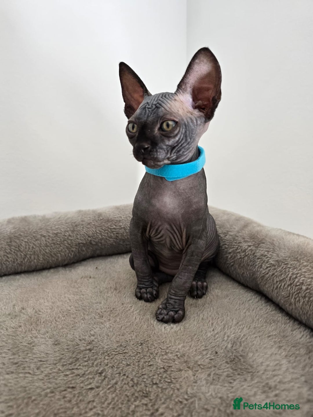 Sphynx cats for sale: TICA registered Canadian sphynx  - Image 8