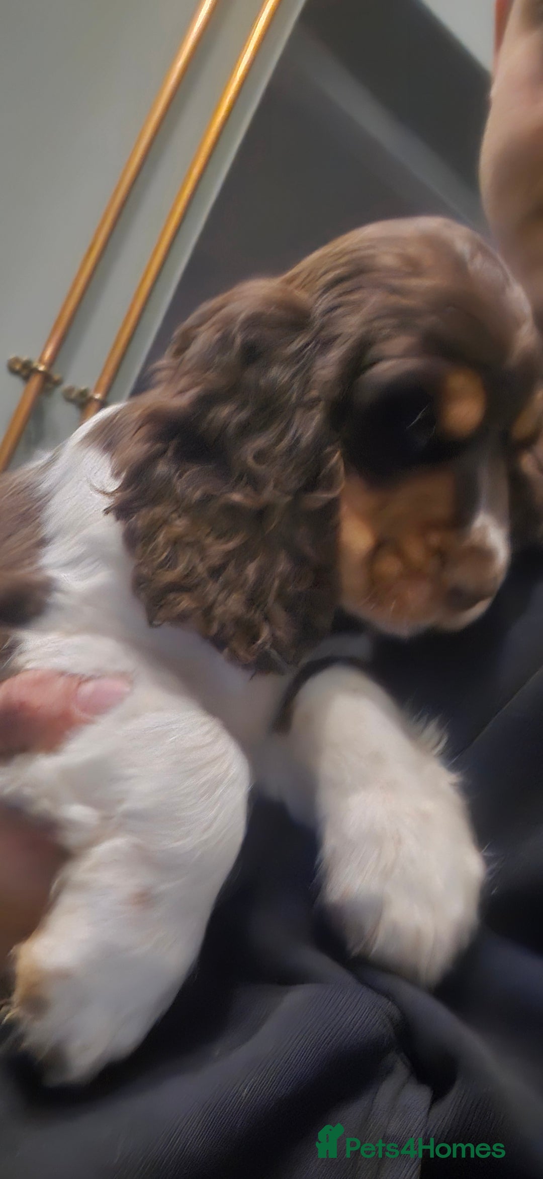 Cocker Spaniel dogs for sale: Chocolate Roan & Tan Cocker Spaniel Puppies - Advert 29