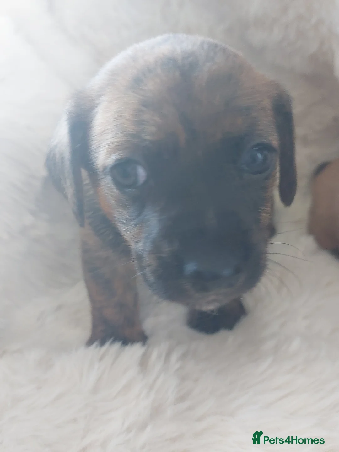 Mixed Breed dogs for sale: Dachsund  - Advert 4