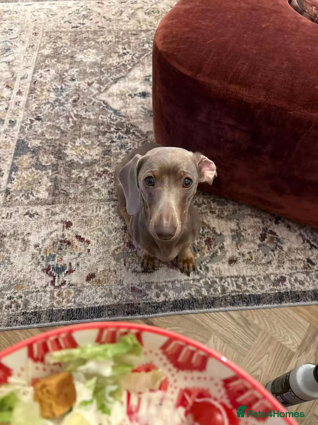 Dachshund dogs for sale: Beautiful 3 year old miniature dachshund  - Advert 2