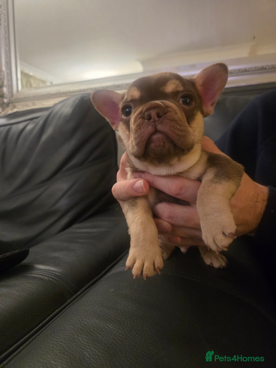 French Bulldog dogs for sale: 2 beautiful French bulldogs for sale - Advert 5