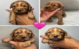 Cocker Spaniel dogs for sale: Cocker Spaniel Pups - Image 7