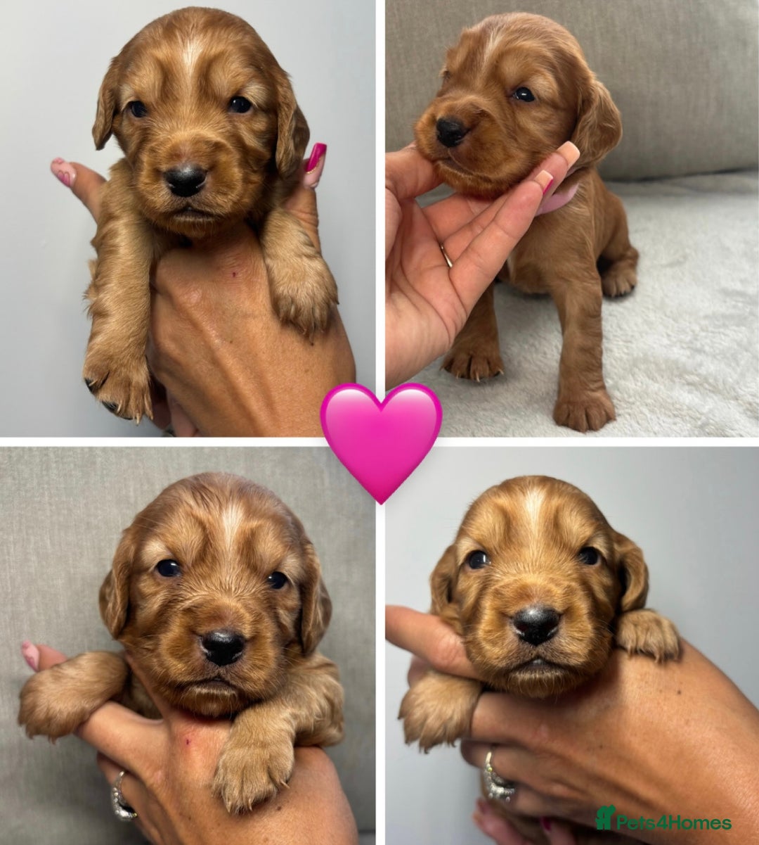 Cocker Spaniel dogs for sale: Cocker Spaniel Pups - Image 7