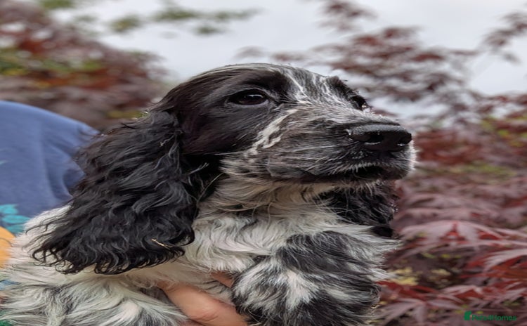 Cocker Spaniel dogs - Advert 4