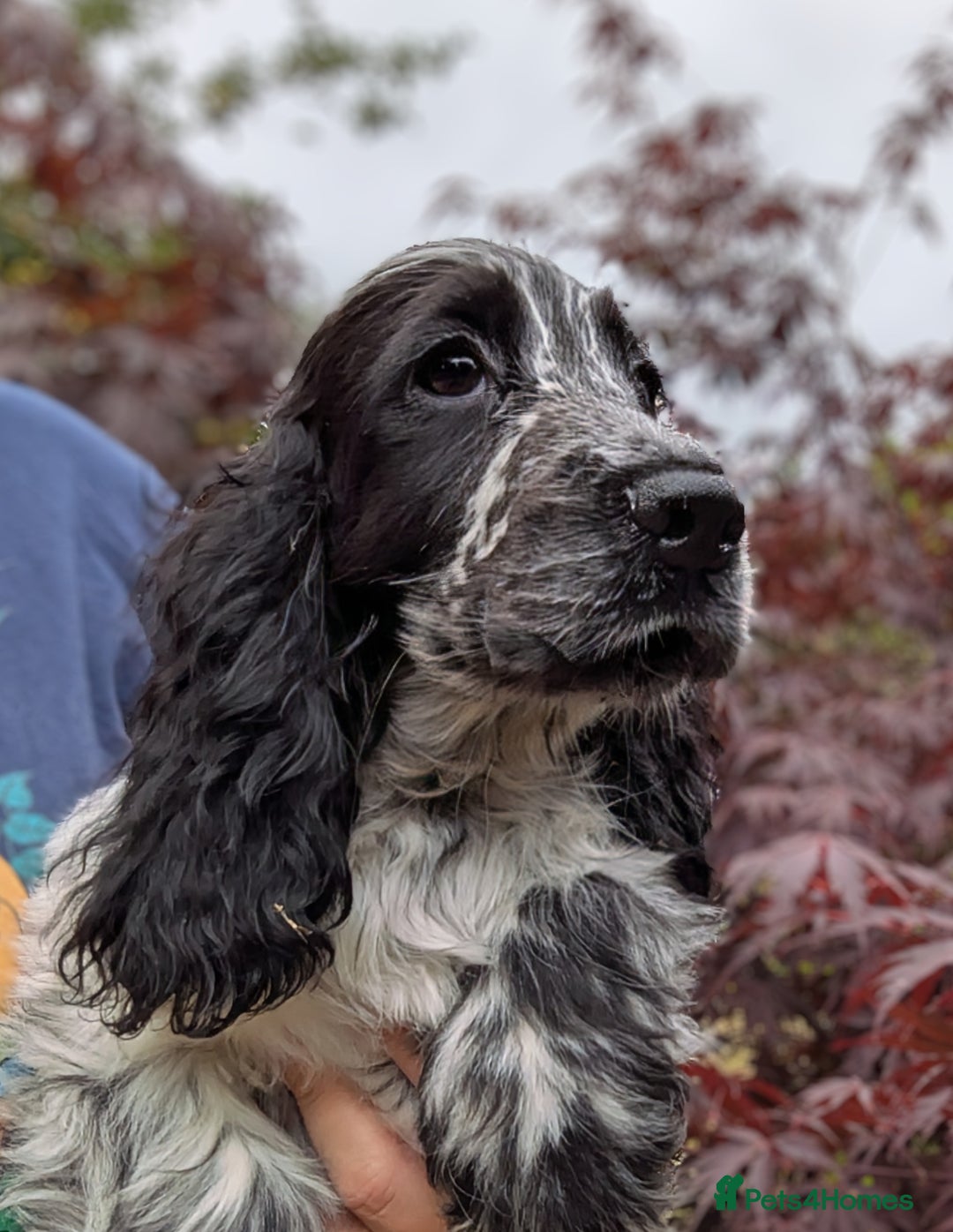 Cocker Spaniel dogs for sale: Beautiful Light Blue Show Pups Available! - Image 1
