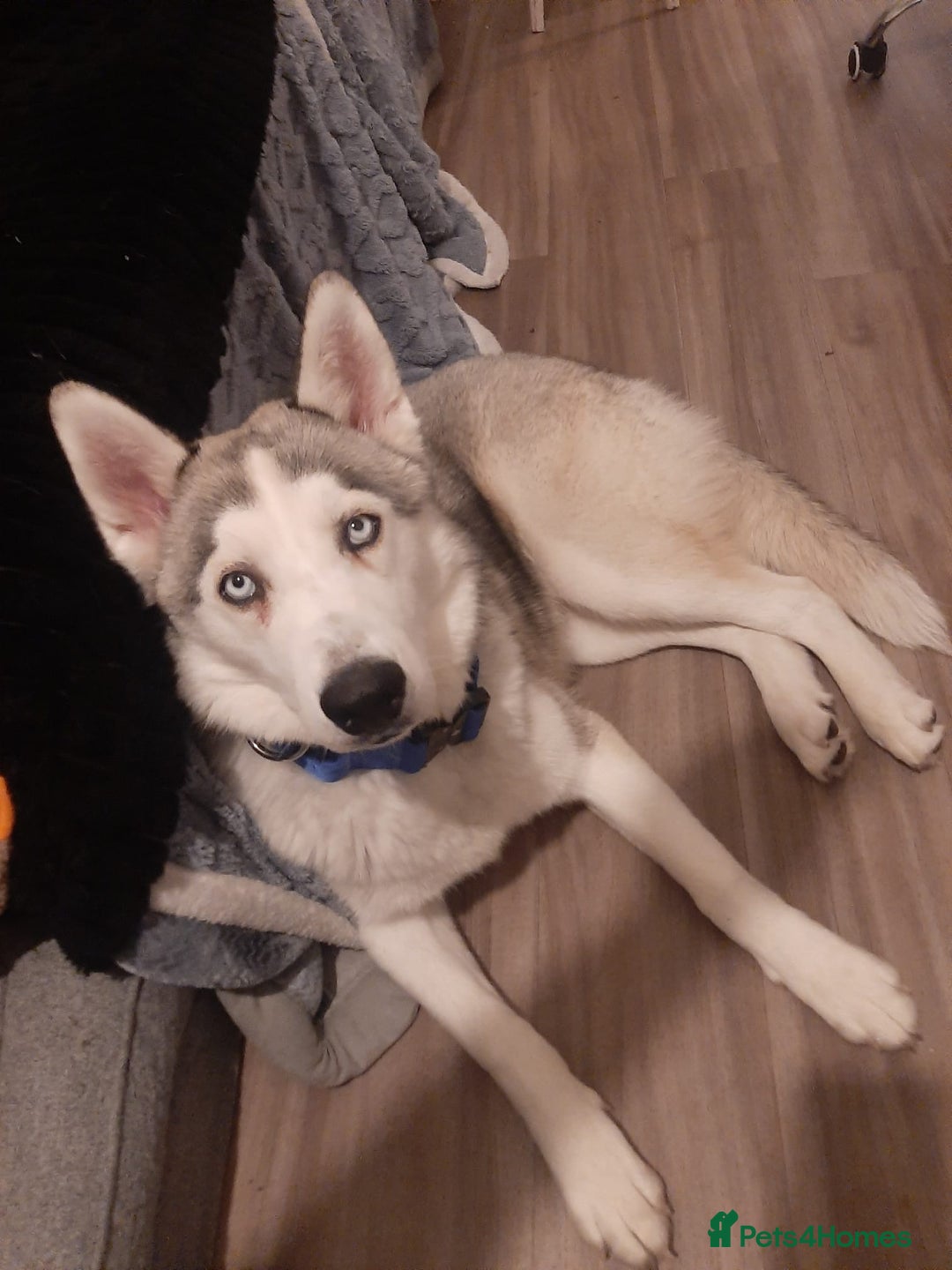 Siberian Husky dogs for sale: Beautiful husky boy for sale - Advert 6