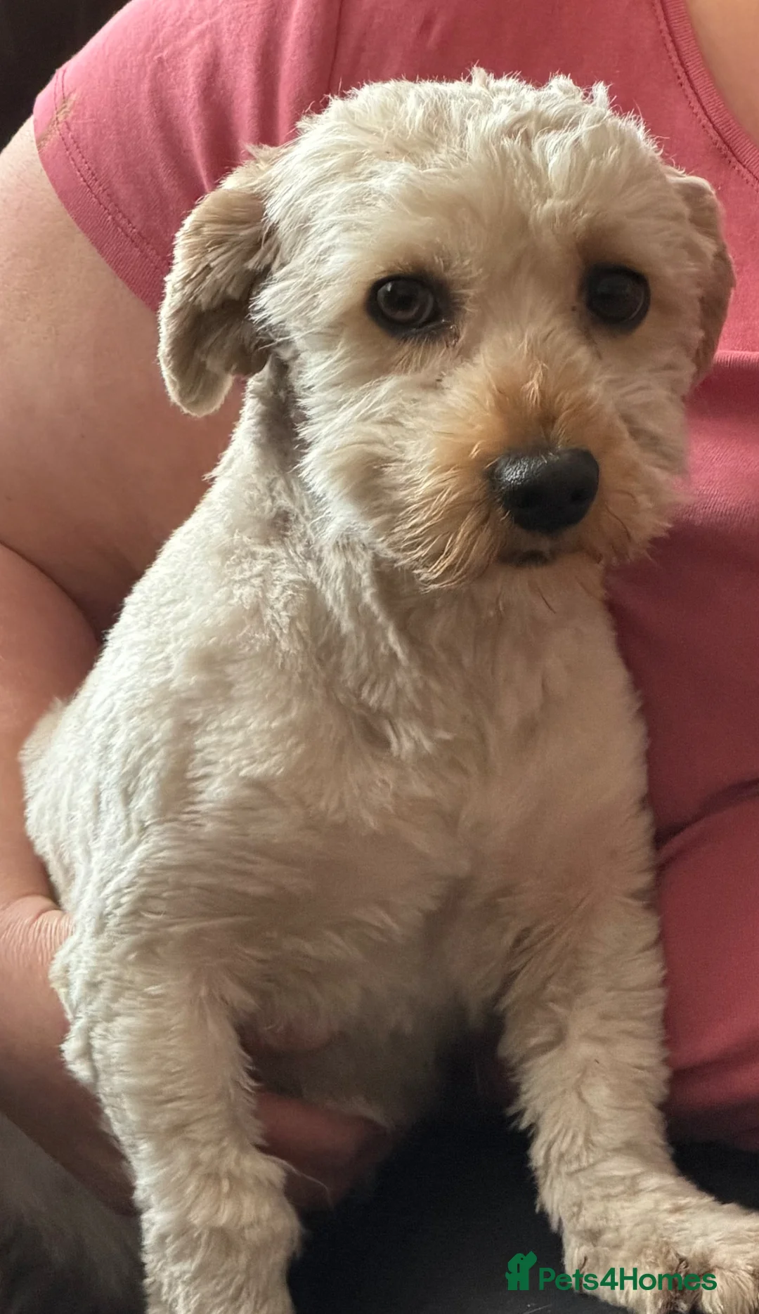 Havanese dogs for sale: Havanese Male 2 Years Old - Advert 1