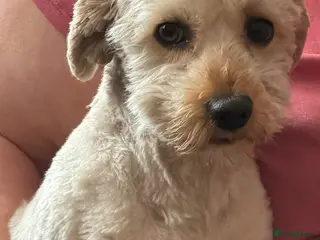 Havanese dogs Havanese Male 2 Years Old - Advert 5