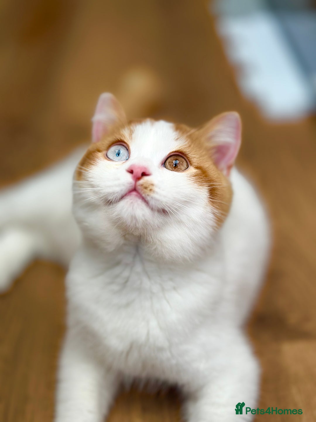 British Longhair cats for sale: Champion line PEDIGREE BLH/BSH kittens 🩵🩷💙 - Image 7