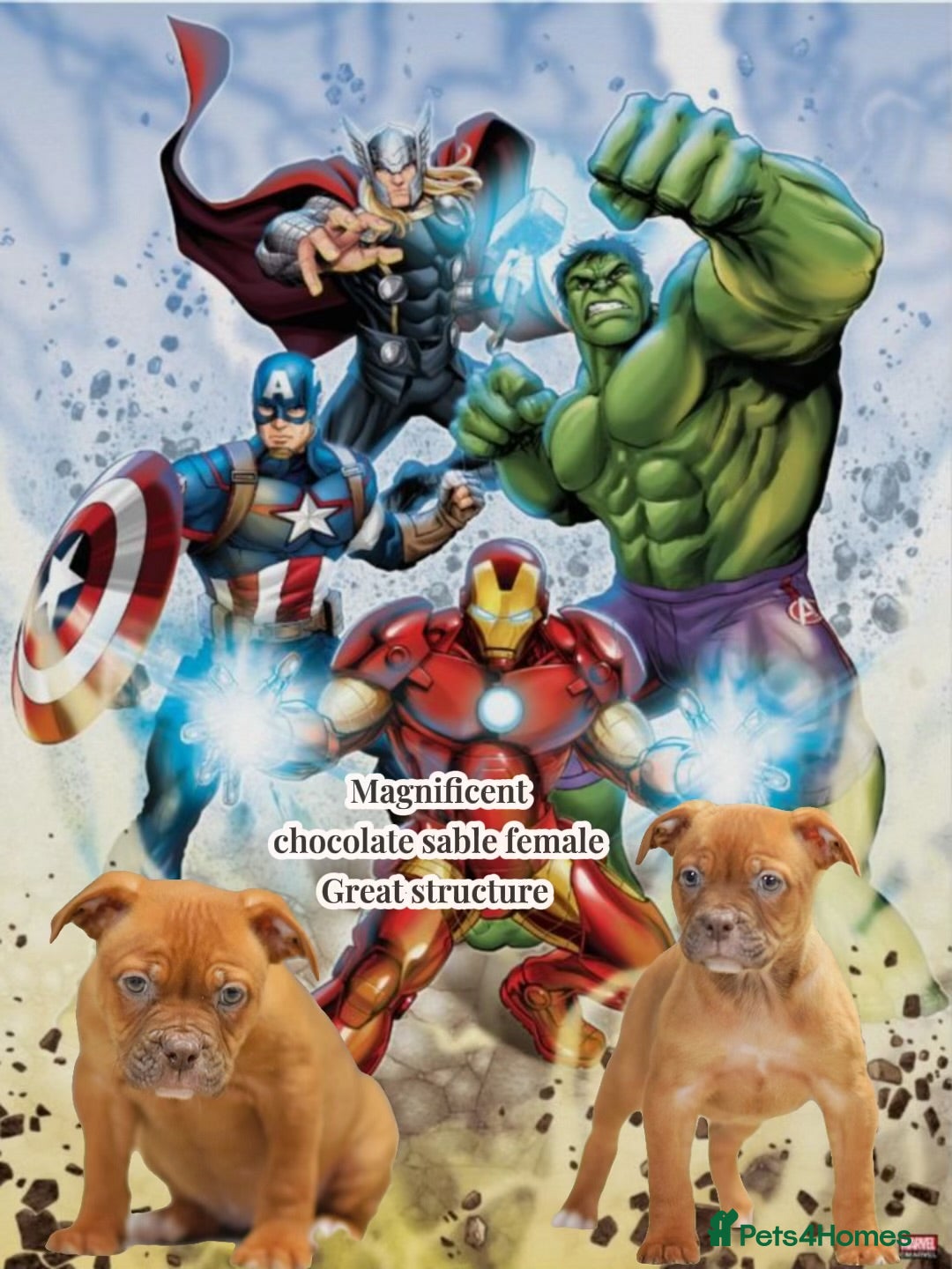 Olde English Bulldogge dogs 5⭐️COUNCIL APPROVED,LICENSED, 23 YEARS EXPERIENCE. - Advert 5