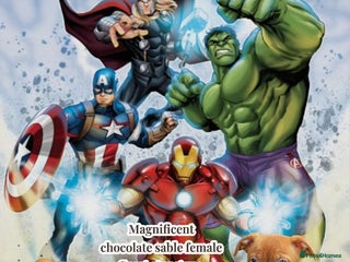 Olde English Bulldogge dogs 5⭐️COUNCIL APPROVED,LICENSED, 23 YEARS EXPERIENCE. - Advert 5