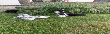 Border Collie 6
