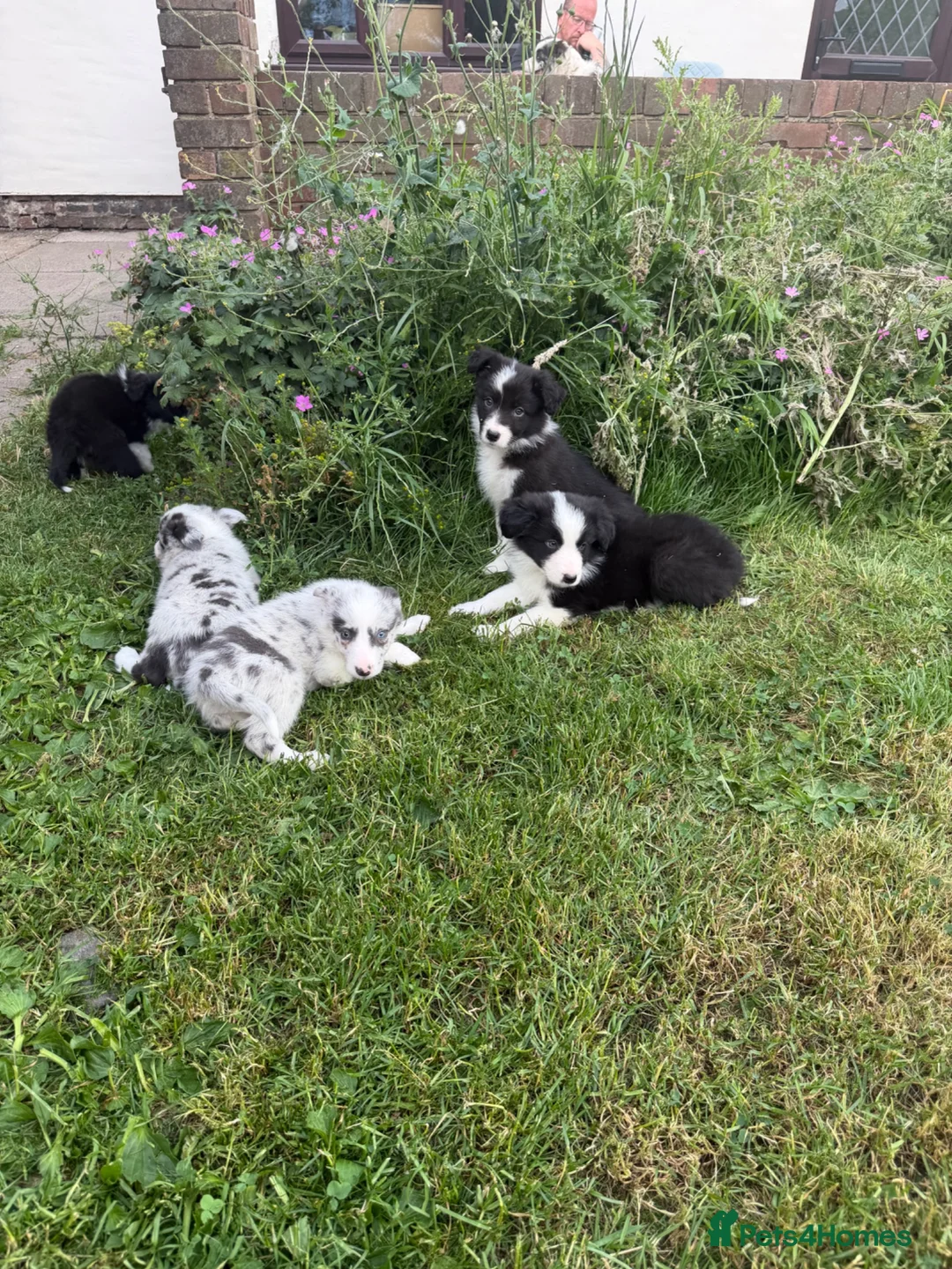 Border Collie dogs for sale: Beautiful Bouncy border collie puppies  - Advert 12