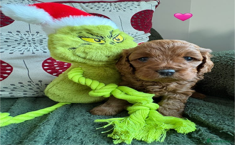 Cavapoo dogs 🔥 Waiting List for our next litter - F1 Cavapoos - Advert 14