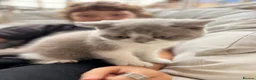British Shorthair cats for sale: Luxury British Shorthair Kittens–Beautiful Lilac🤍 - Advert 6