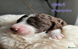 Goldendoodle dogs for sale: Gorgeous Healthy Goldendoodle Puppies - Image 20