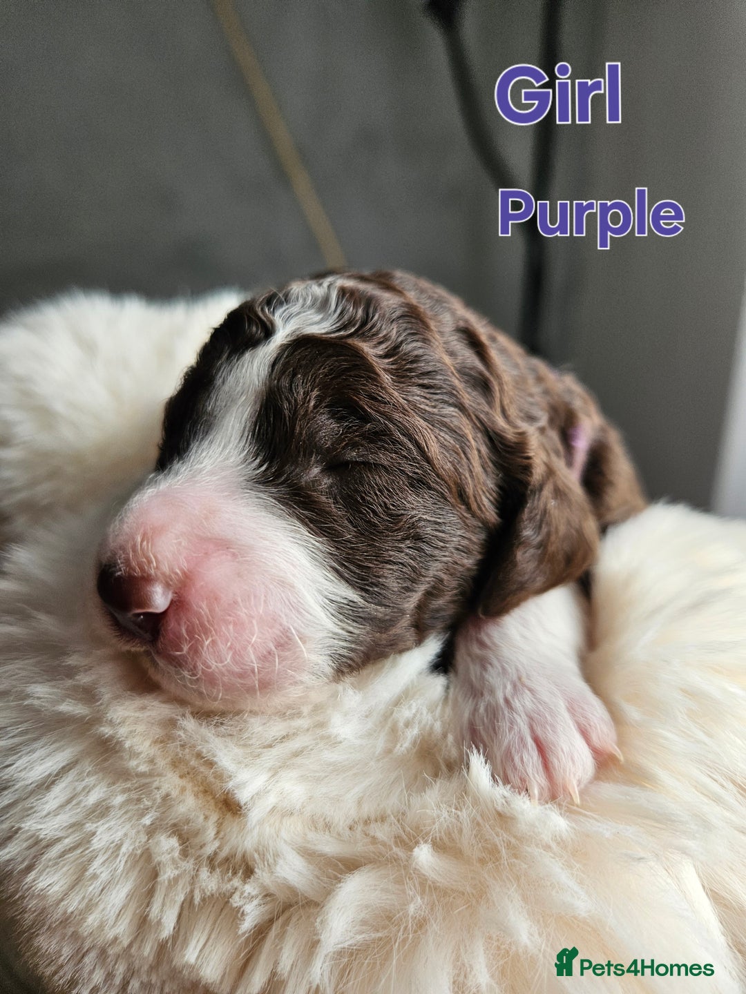 Goldendoodle dogs for sale: Gorgeous Healthy Goldendoodle Puppies - Image 20