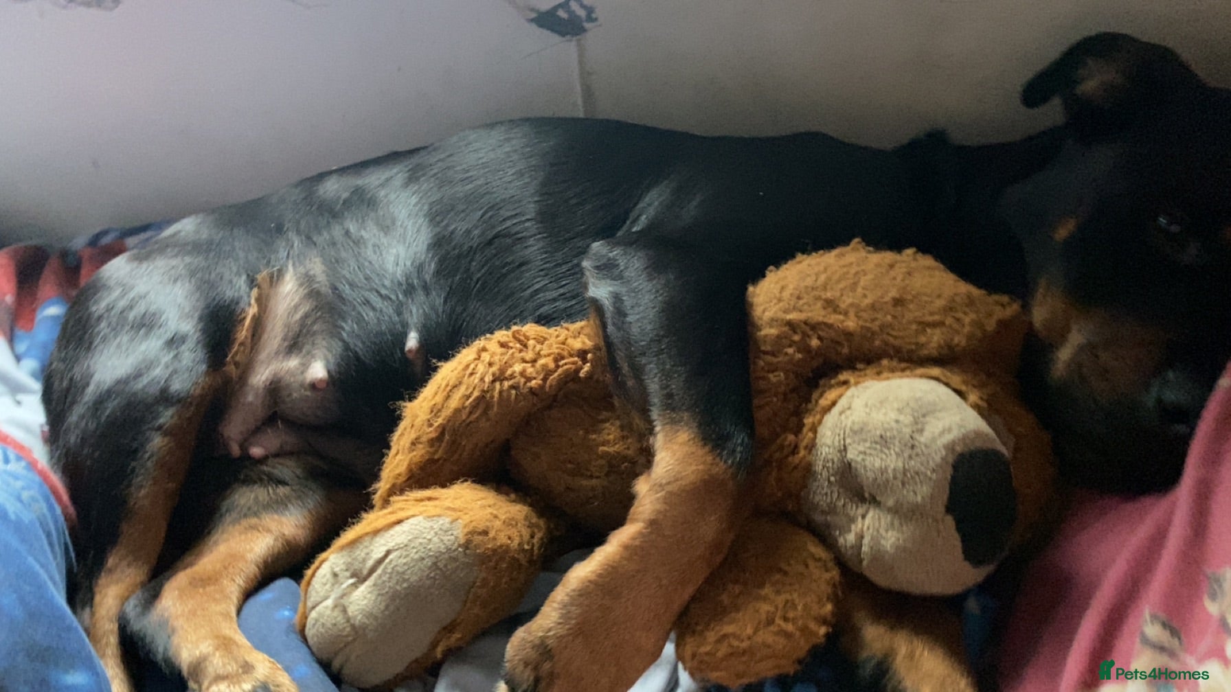 Mixed Breed dogs Rottweiler x jack russel 10 years old - Advert 1