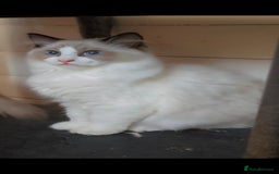 Ragdoll cats for sale: 3 full pedigree Ragdolls  - Image 3
