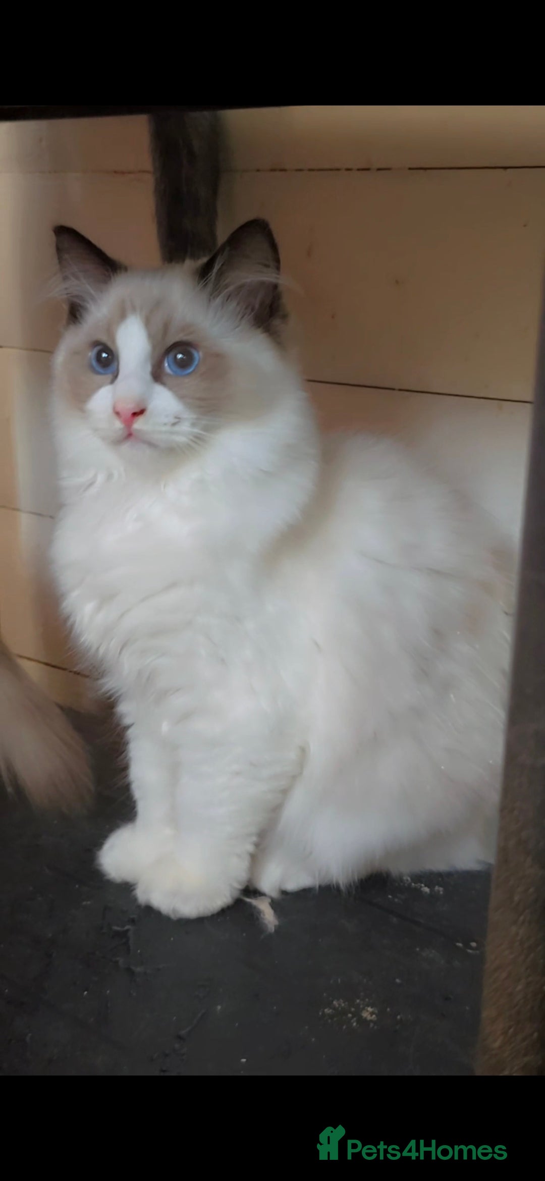 Ragdoll cats for sale: 3 full pedigree Ragdolls  - Image 3