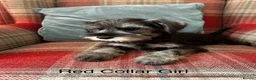 Miniature Schnauzer dogs for sale: KC registered, health tested, puppies ready now!  - Advert 5