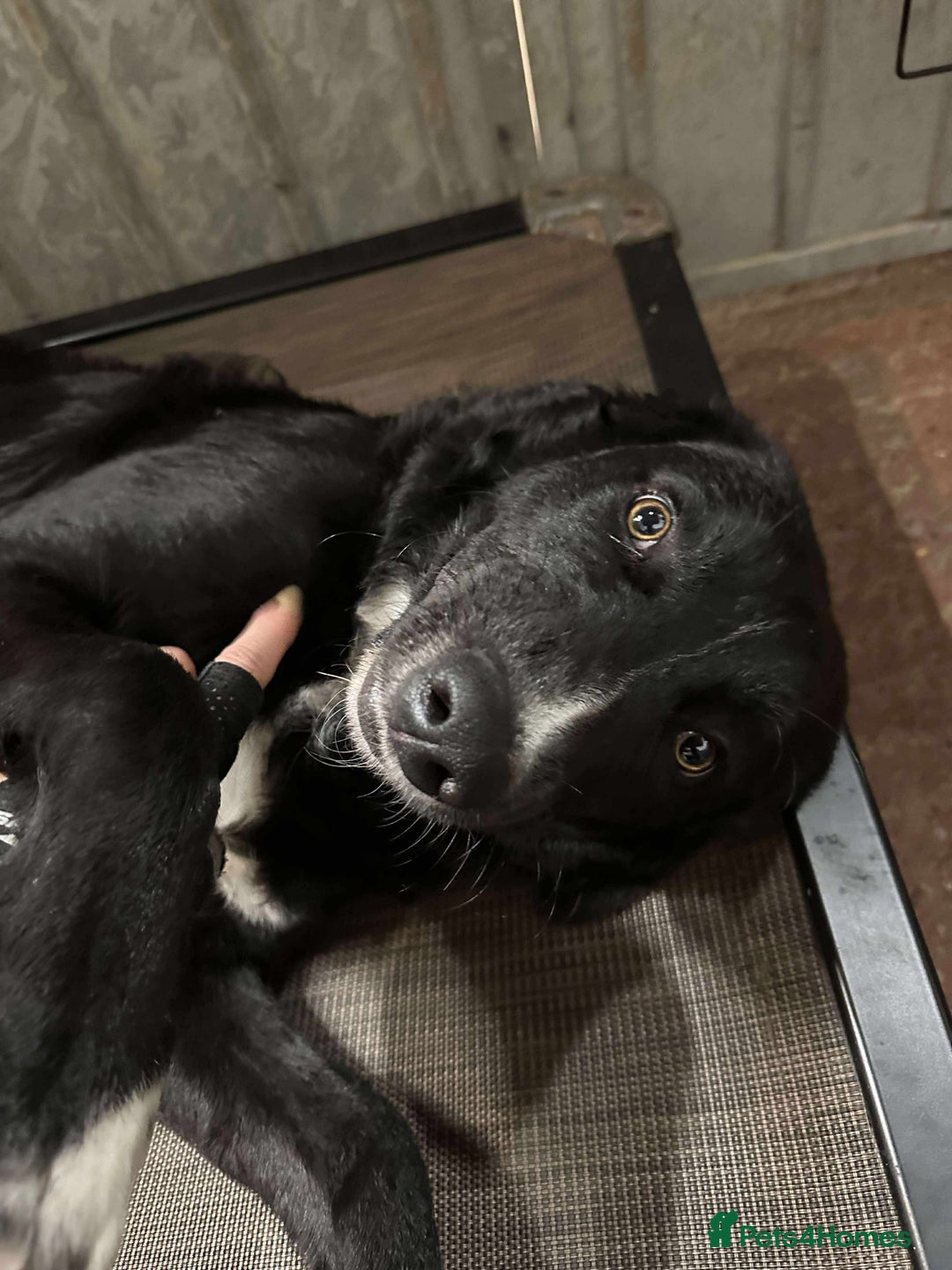 Mixed Breed dogs for adoption: Malcolm - Image 3