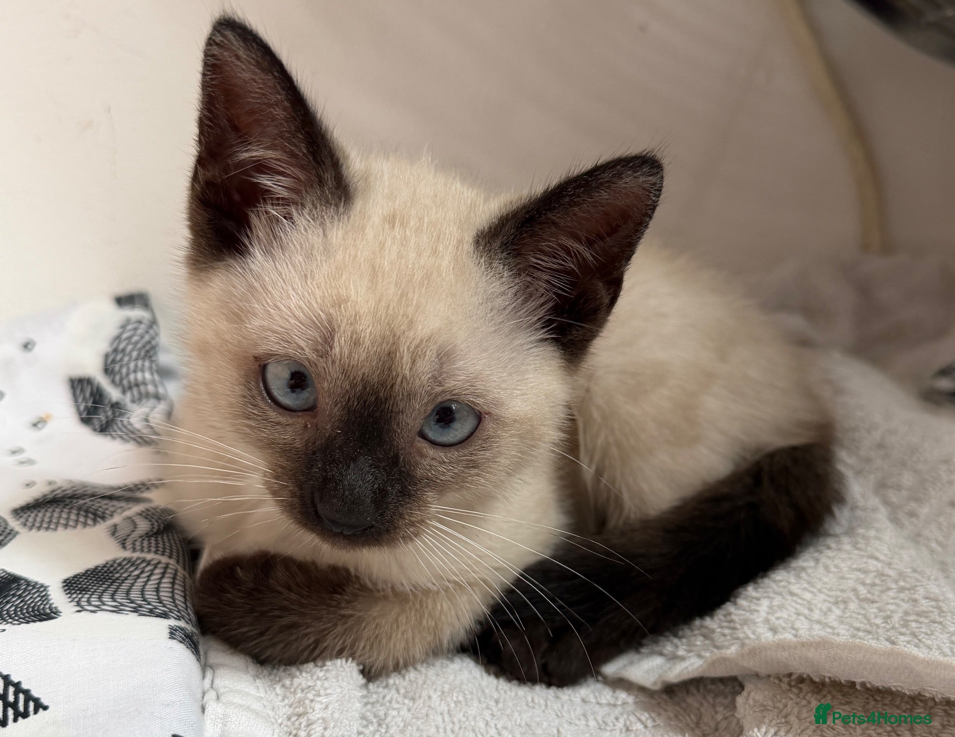 Siamese cats Siamese x kitten  - Advert 5