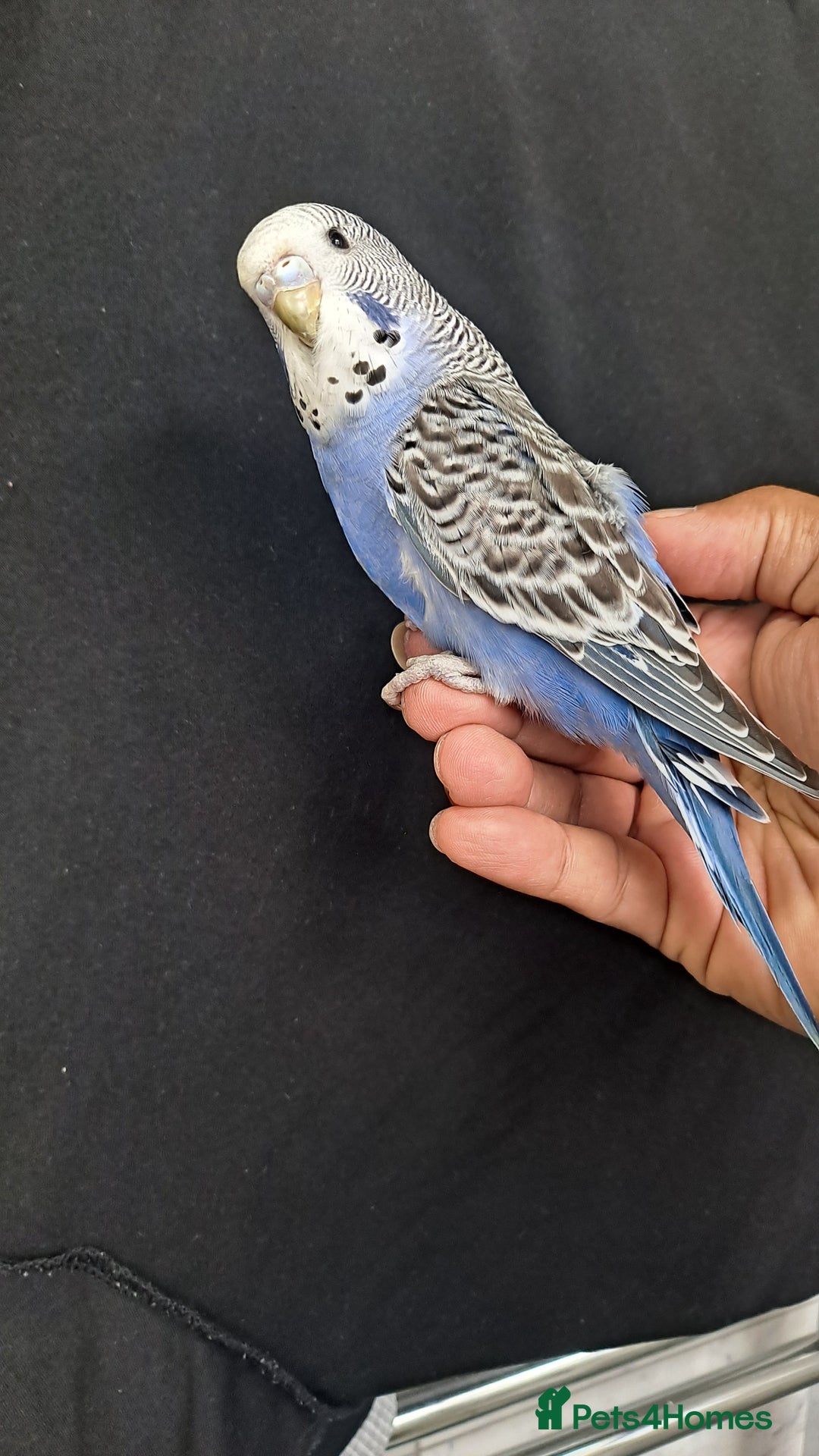 Budgerigars birds for sale: Silly hand tamed baby budgies for sale  - Image 15