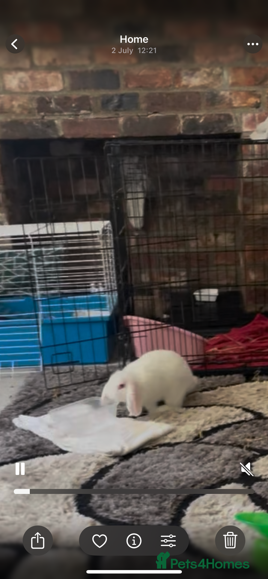 Mini Lion Lop rabbits for sale: 3 female dwarf one female mini lip  - Image 10