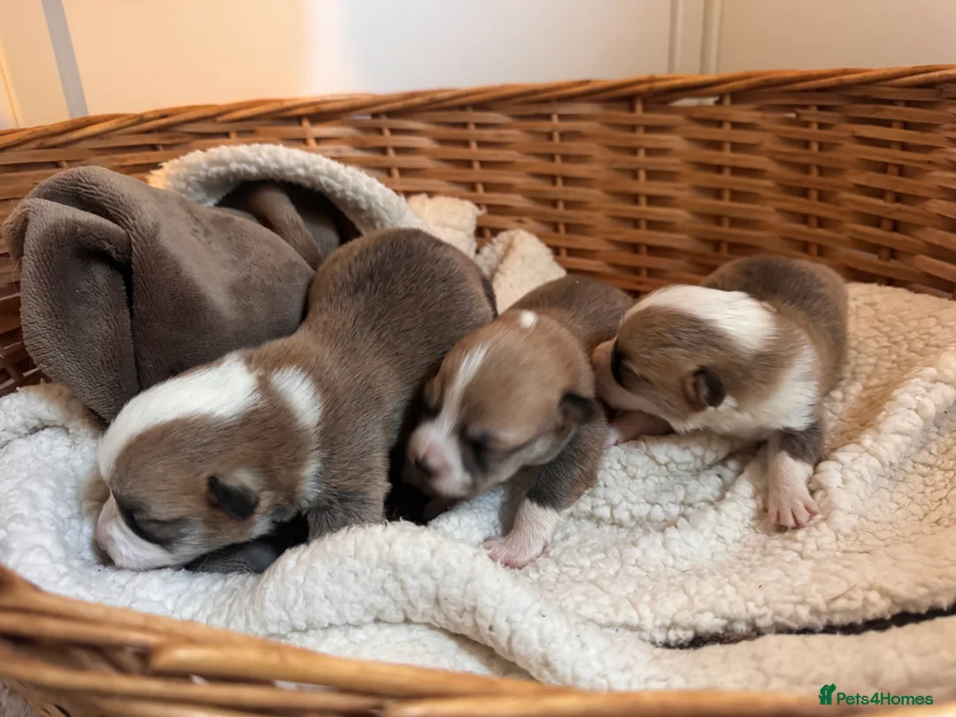 Welsh Corgi Pembroke dogs for sale: 2 girls/1 boy available! Kc Pembroke corgi puppies - Advert 6