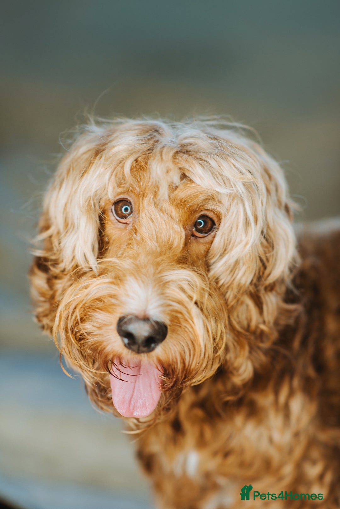 Cockapoo dogs for sale:  READY NOW!! 💙🐶💙2 boys Amazing F1b Cockapoos  - Advert 13