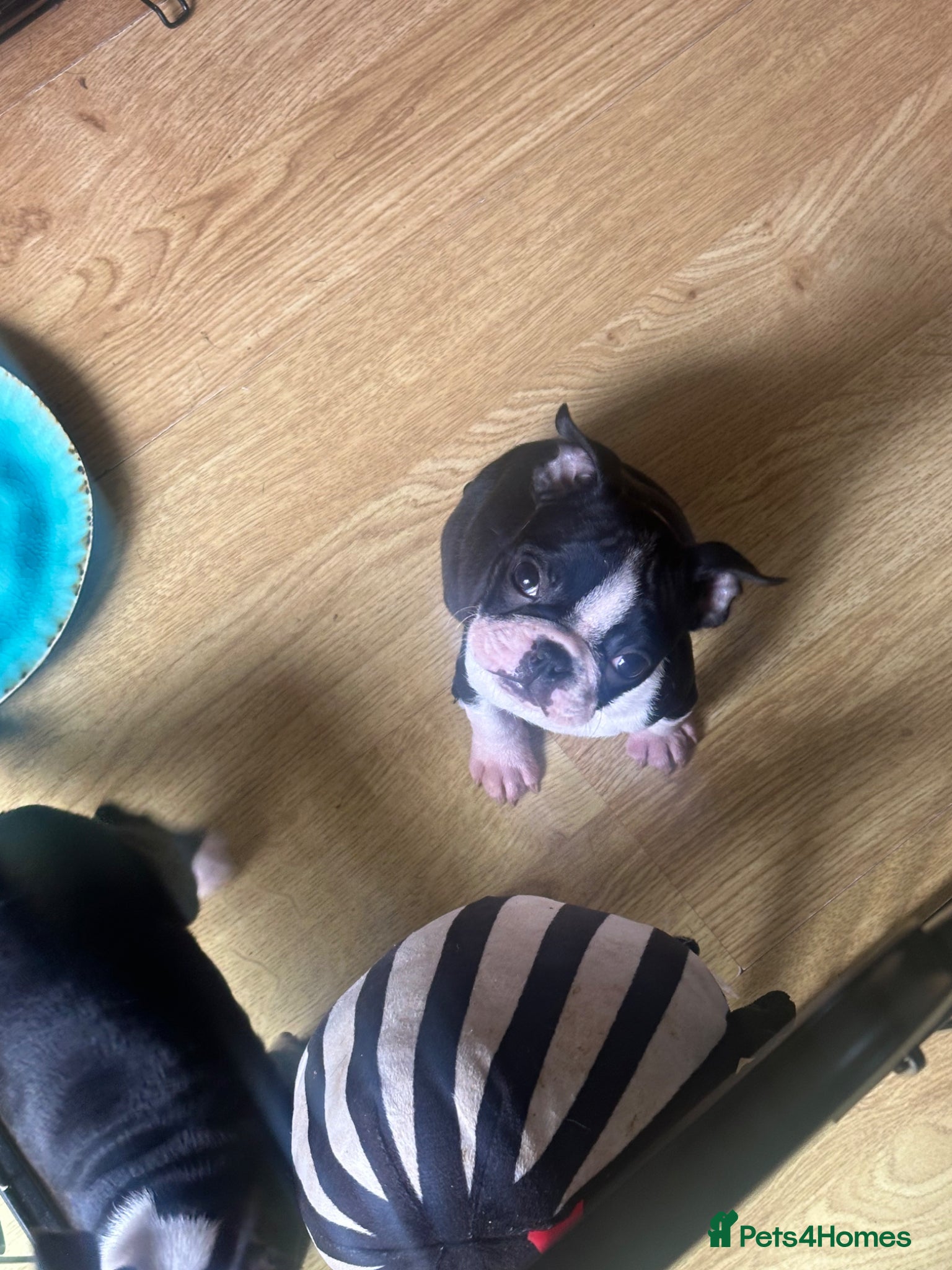 Boston Terrier dogs Ready now. 2 girls left Kc reg full collar Bostons - Advert 4
