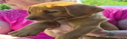 Labrador Retriever dogs for sale: Fox red labs for sale - Advert 6