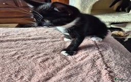 Mixed Breed cats for sale: Kittens for sale - Image 3