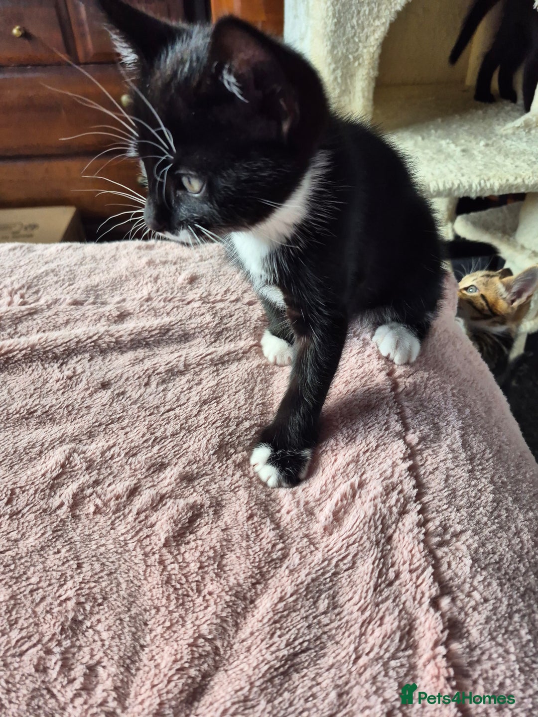 Mixed Breed cats for sale: Kittens for sale - Image 3