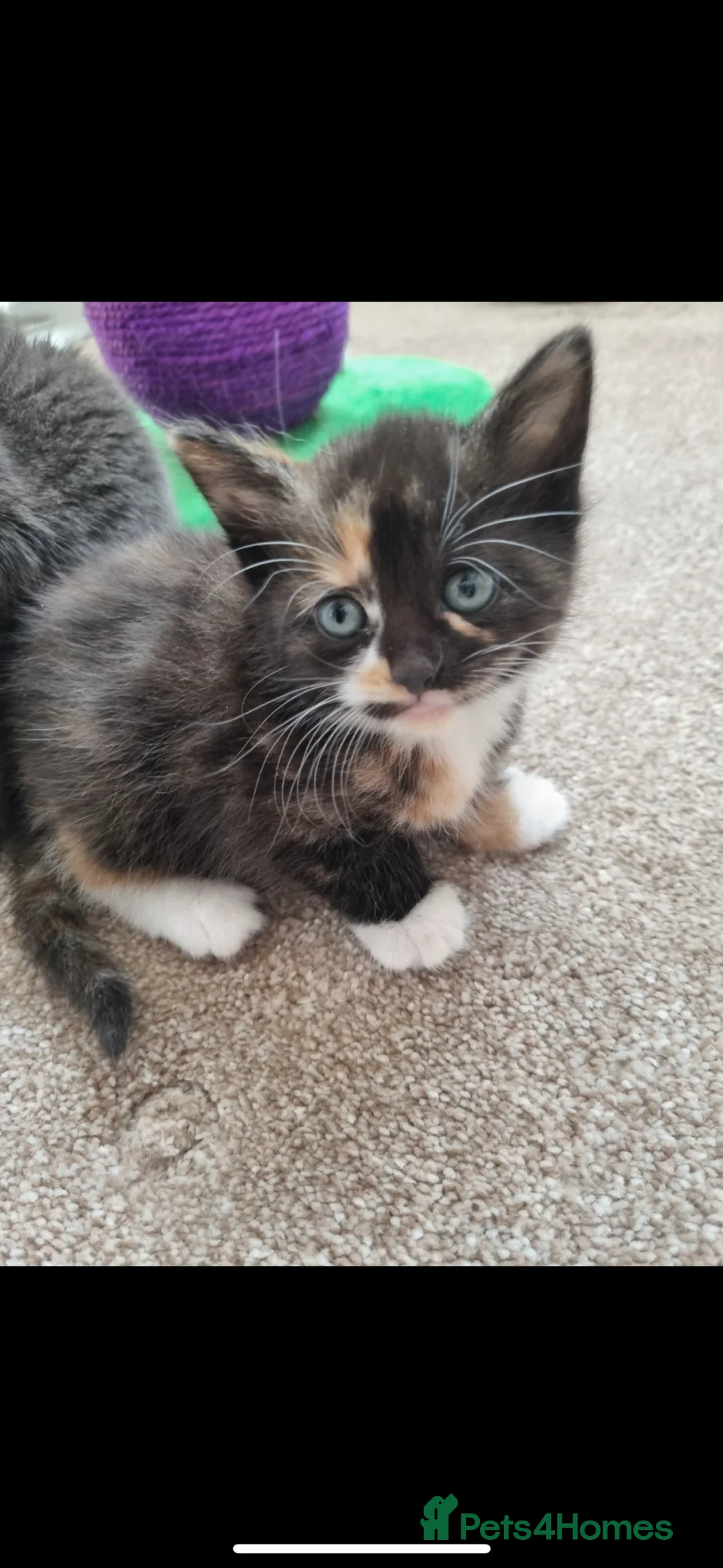 British Shorthair cats for sale: Kittens - Advert 7