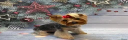 Yorkshire Terrier dogs for sale: Beautiful Yorkie Puppies Looking For Loving Homes - Advert 2