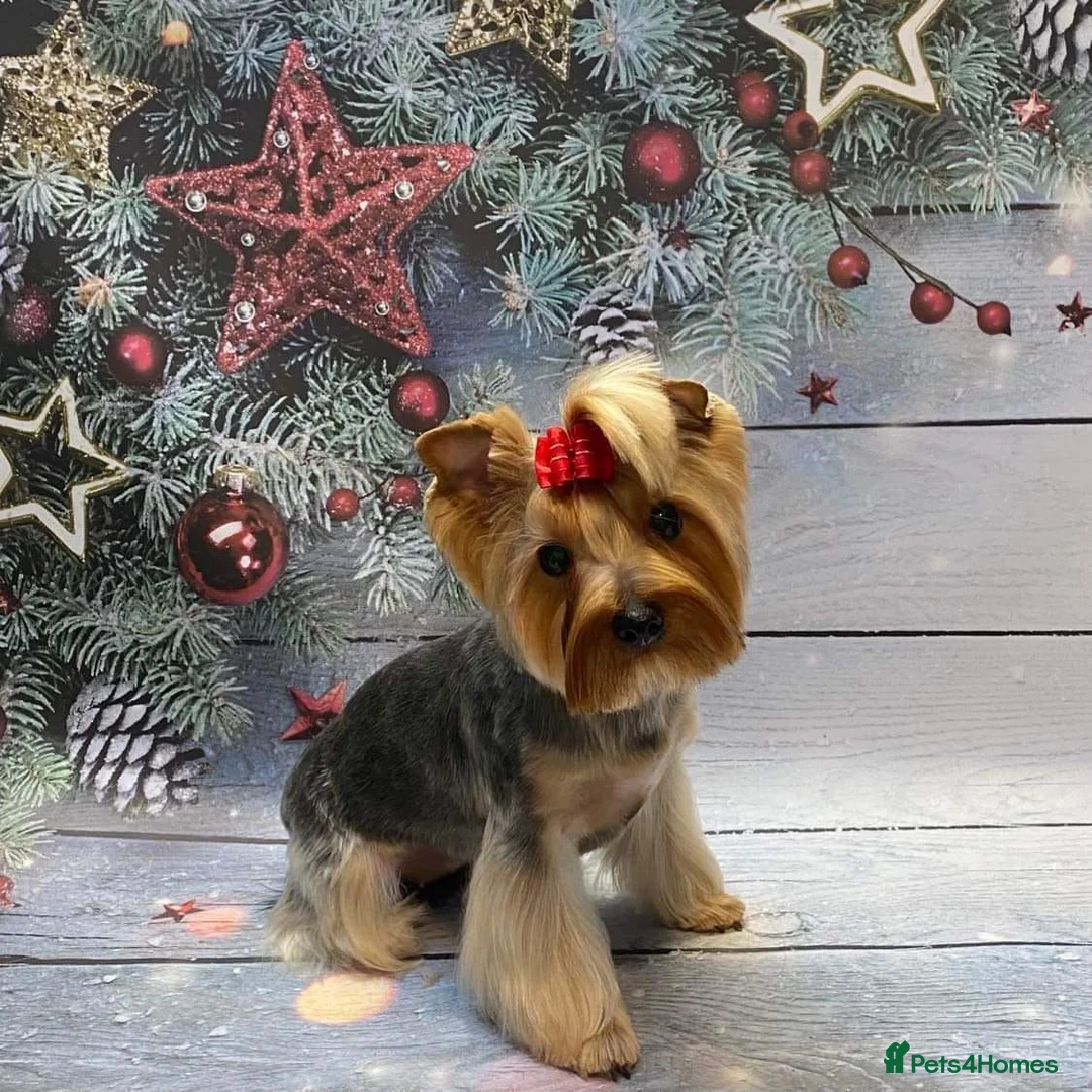 Yorkshire Terrier dogs for sale: Beautiful Yorkie Puppies Looking For Loving Homes - Advert 2