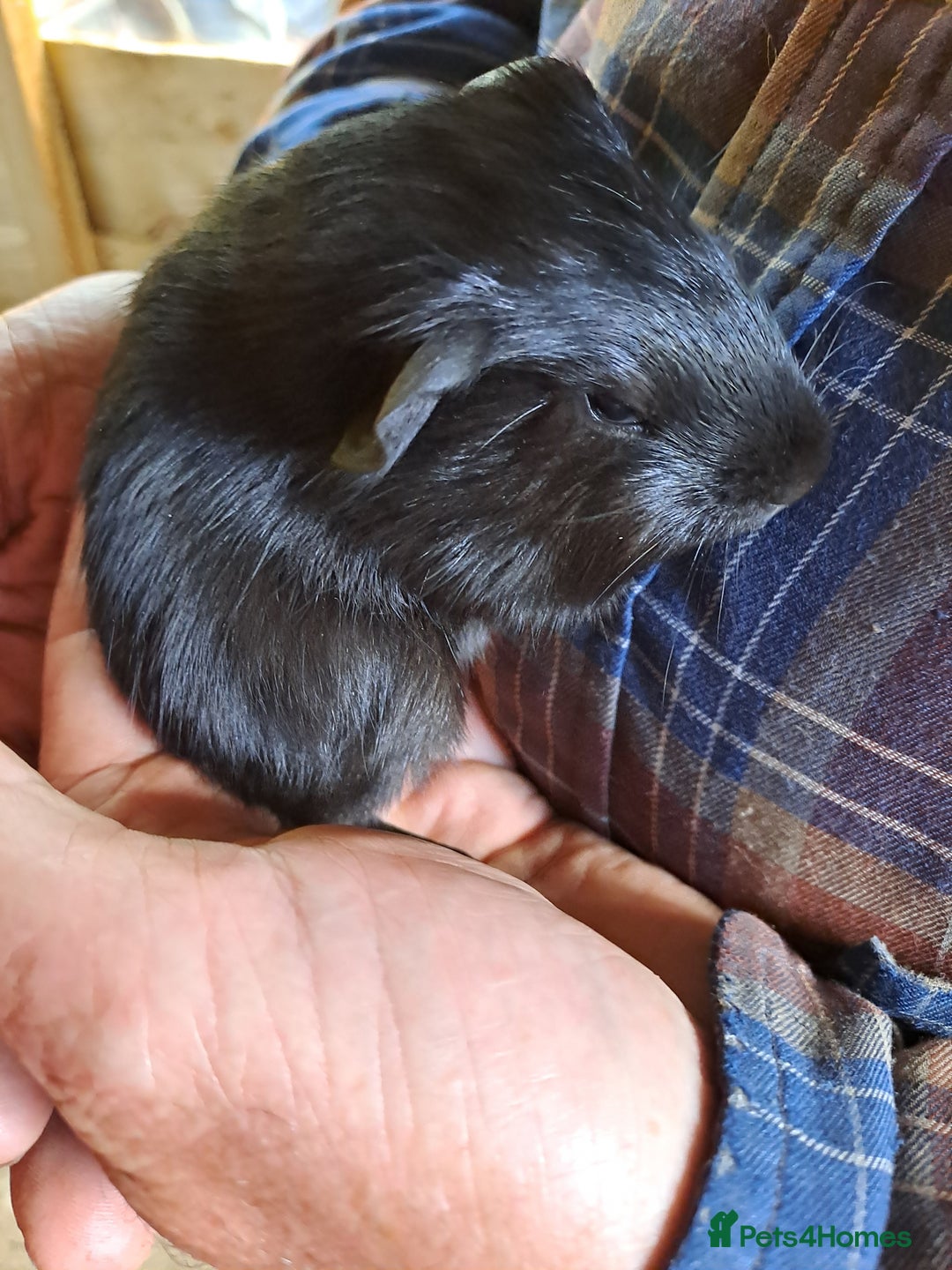 Guinea Pig rodents for sale: Baby Guinea Pigs For Sale - Image 3