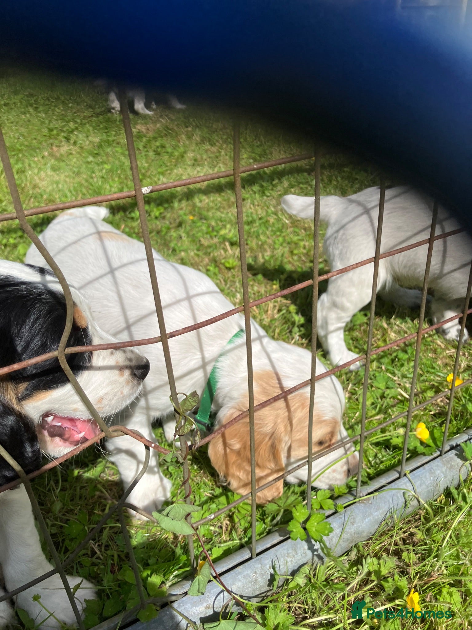 Cocker Spaniel dogs Working Cocker Spaniels, KC Reg & DNA clear - Advert 2