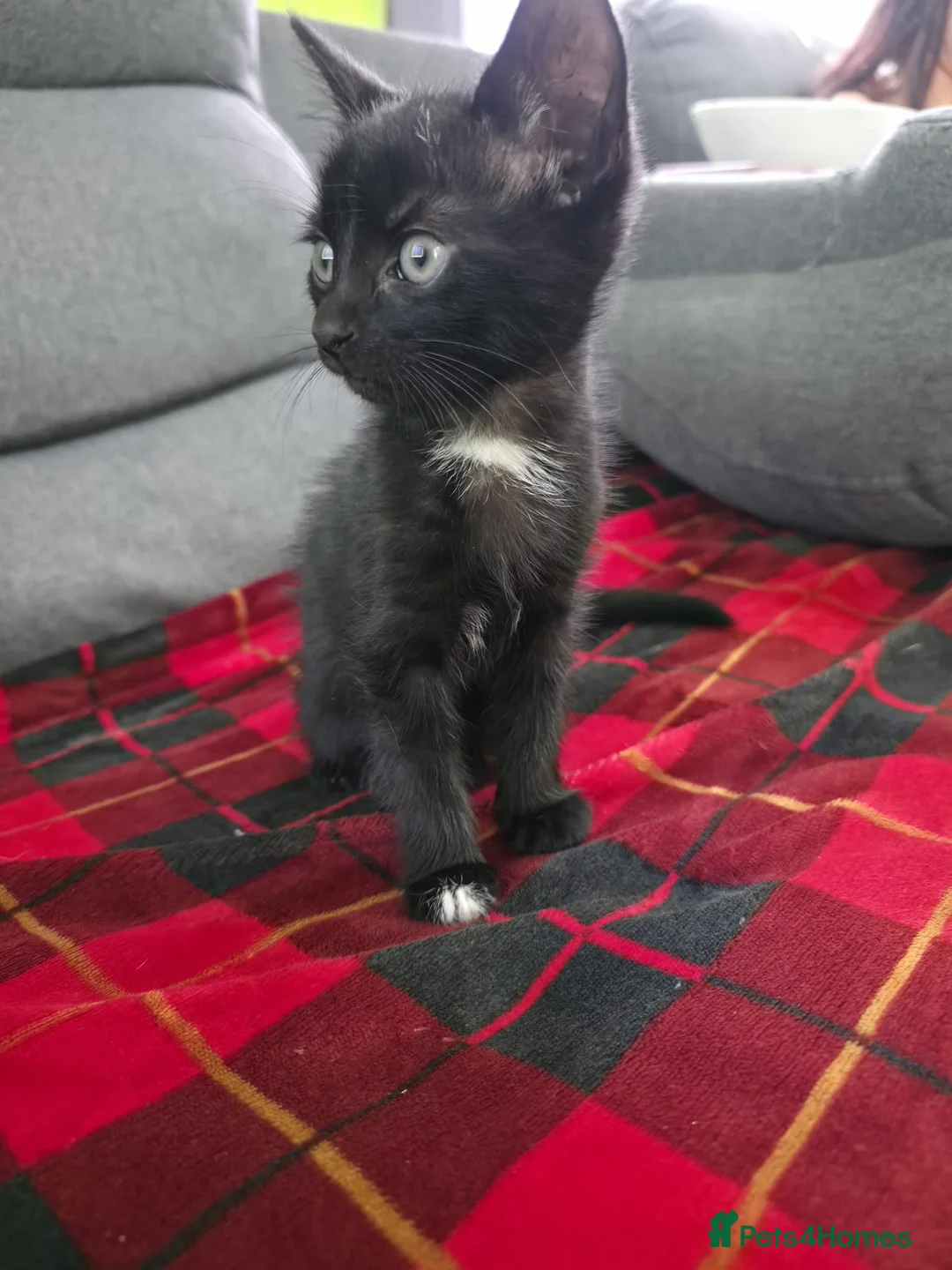 Mixed Breed cats for sale: Mix bread litter in Norwich - Advert 7