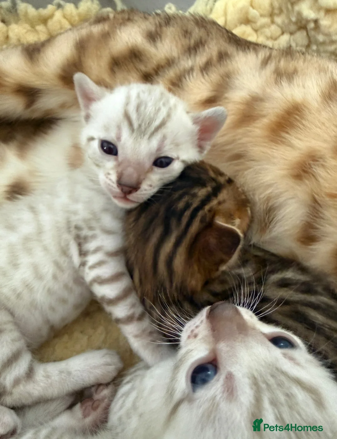 Bengal cats for sale: TICA Pedigree Bengal Kittens Snow & Brown  - Advert 2