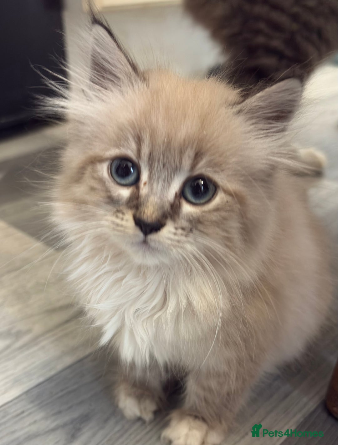 Maine Coon cats for sale: Maine Coon X Kittens - Advert 5