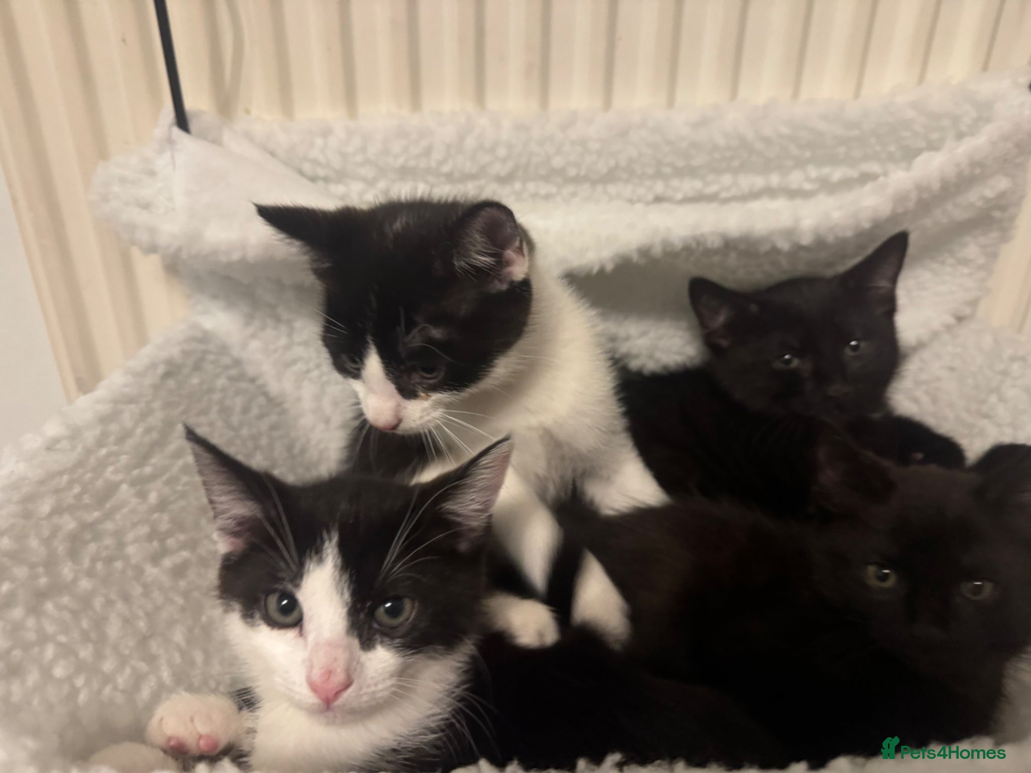 Mixed Breed cats for sale: 4 kittens For sale | £30 read description please  in Bolton - Advert 5