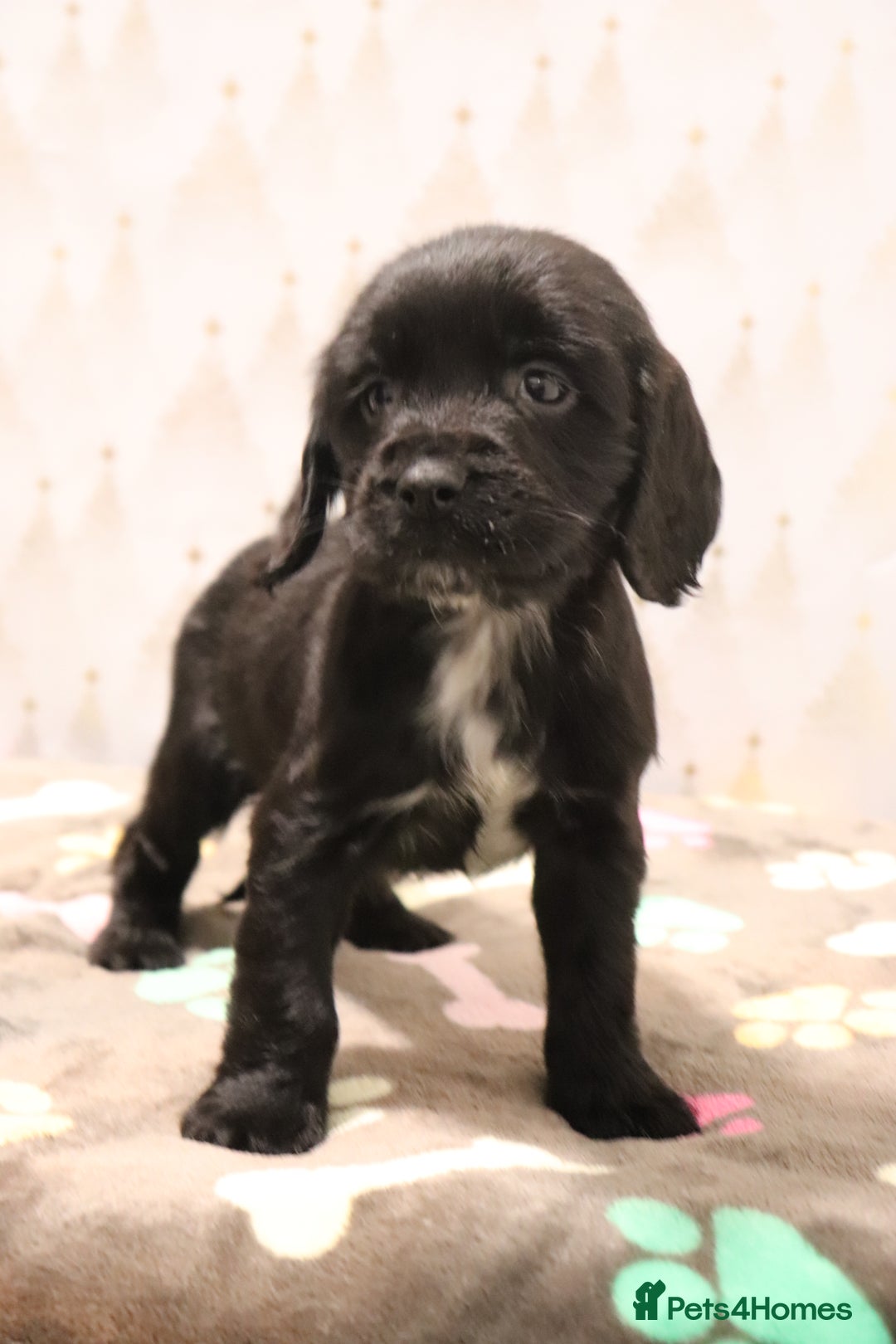 Cocker Spaniel dogs for sale: Fully Health Tested Cocker Spaniel Puppies  - Advert 6