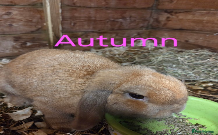 Mini Lop rabbits - Advert 12