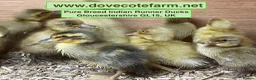 Ducks poultry for sale: PURE BREED INDIAN RUNNER DUCKLINGS - Advert 7
