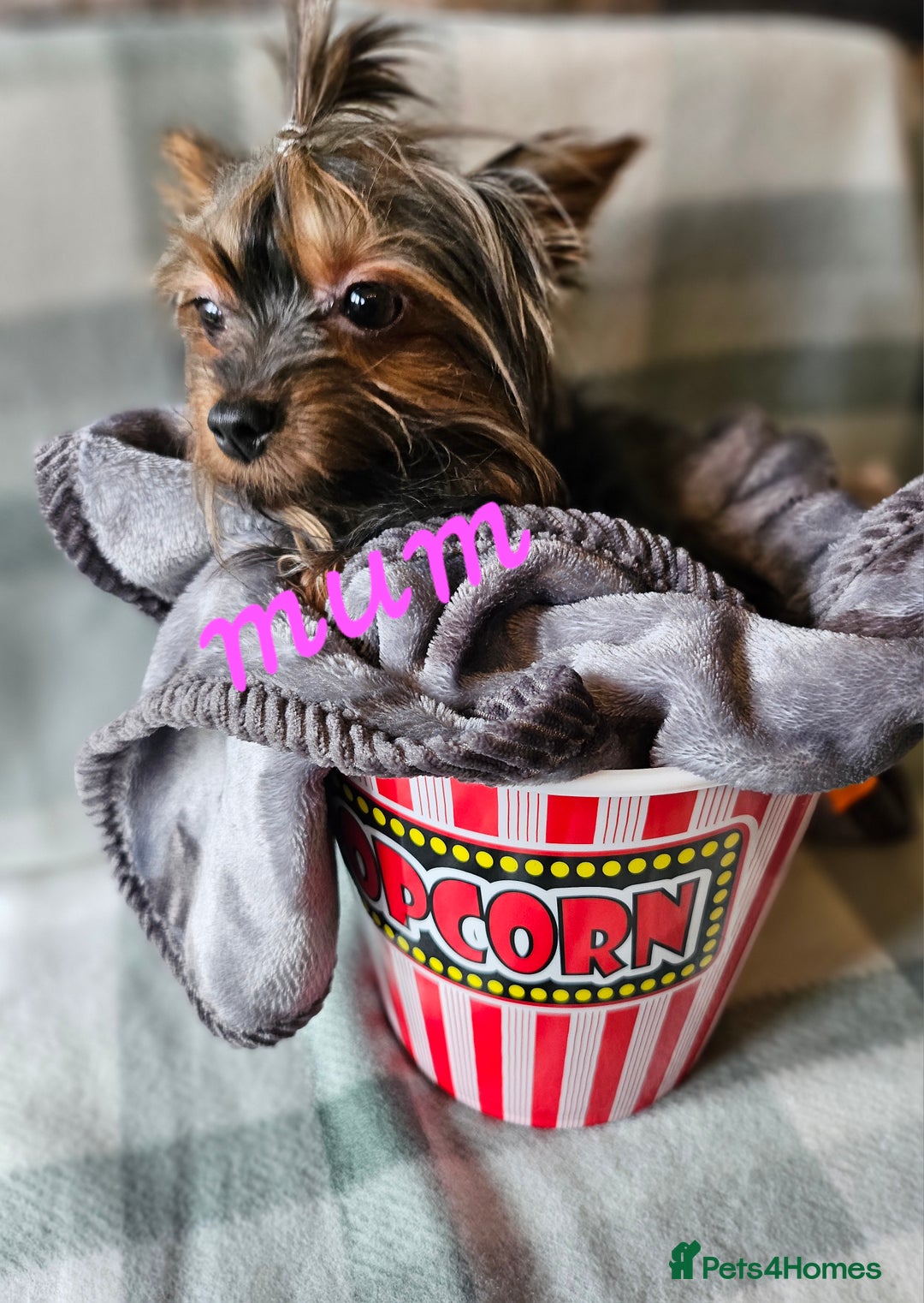 Yorkshire Terrier dogs for sale: miniature toy yorkie pups - Image 3